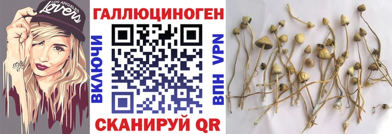 закладки  маркетплейс телеграм  Псилоцибиновые грибы GOLDEN TEACHER  Железногорск-Илимский 